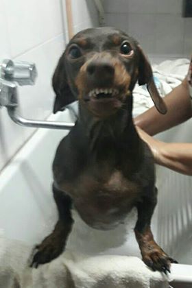 smiling dachshund
