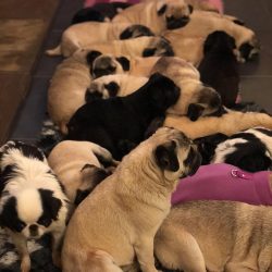 Gang of pugs
