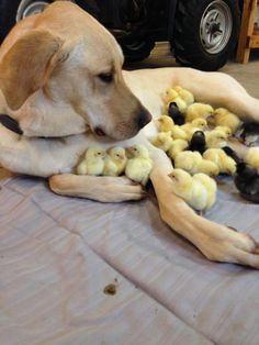the chickens and the lab