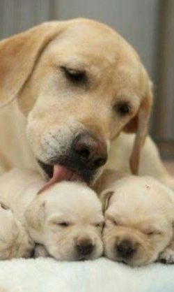 the mother and the cute babies