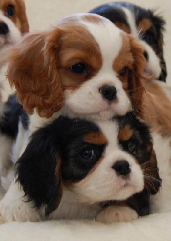 Cavalier King Charles Spaniel are the best and cutest