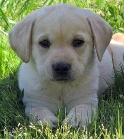 beautiful golden lab
