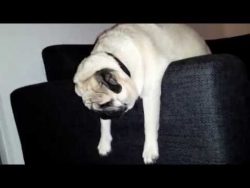  Pug funny sleeping