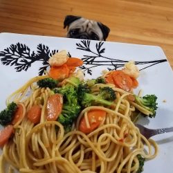 Pugs on Instagram: “A puggy stalking his prey ???”