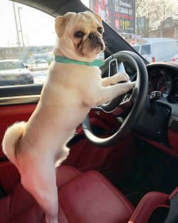 Pugs on Instagram: “Look both ways before making a turn ??⚠️”