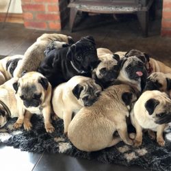 Never, never, never “You can never have enough Pug love ☺️?✨”=originalhik9• 