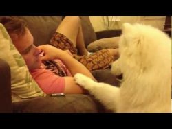 Dog Asks Permission To Cuddle In The Most Adorable Way Possible!
