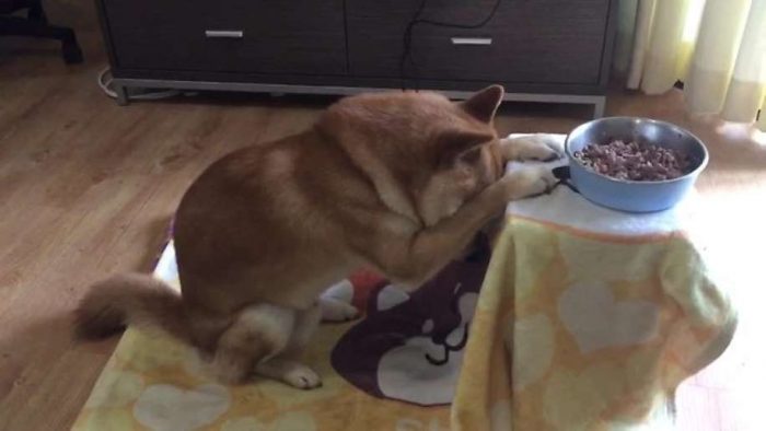 Shiba Inu bows head and prays before eating