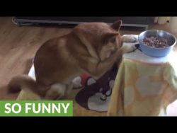(86) Shiba Inu bows head and prays before eating – YouTube