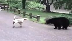 Showdown Between A Labrador And A Bear