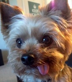 14 Signs You Are A Crazy Yorkshire Terrier Person