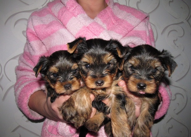 14 Signs You Are A Crazy Yorkshire Terrier Person