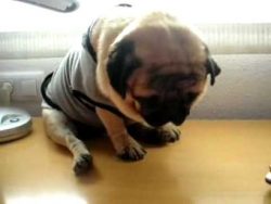  Sleeping Pug 
