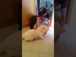 The reaction of my Samoyed dog when  she saw my brother after  6 months of absence