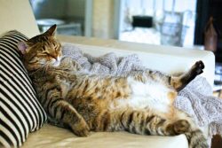 sign your cat trust you. This can be found in sleeping position as shown here .

picture credit  ...