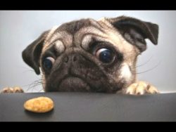 (86) Top 10 Cute And Funny Pug Videos Compilation || NEW HD – YouTube