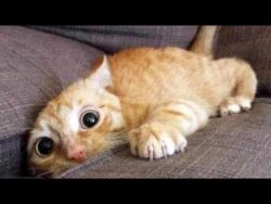 Extremely funny pets .  These are (86) Top 200 Highlights of Animals – VERY FUNNY ANIMALS  ...