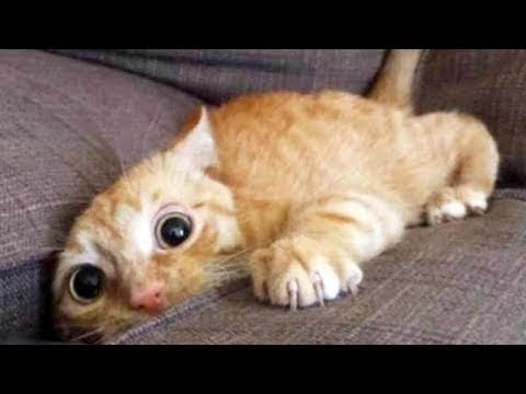 Extremely funny pets .  These are (86) Top 200 Highlights of Animals – VERY FUNNY ANIMALS –