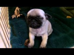 (86) Tug the Sleepy Pug Puppy – YouTube