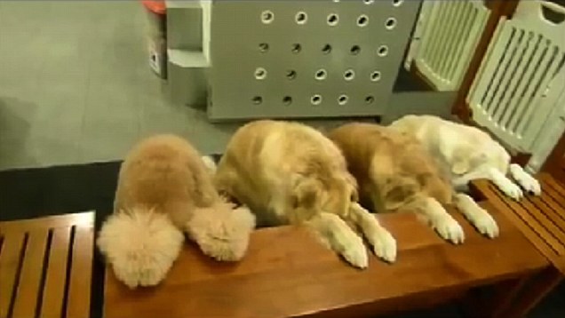 The praying and polite dogs