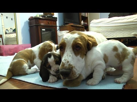 Basset Hound Mom Protects Puppies  from Grandpa! Very Precious!