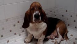 Bassett Hound Loves Taking Shower