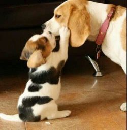 Beagle . I love you mom