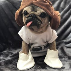 Bubblebecca Pugs 