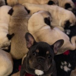 Bubblebecca Pugs “FREDDIE DESPERATELY NEEDS YOUR HELP ?? PLEASE READ HIS STORY 