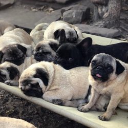 Bubblebecca Pugs: “It’s a hard life being a pug