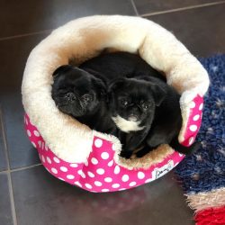 Bubblebecca “2 little princesses 