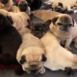 “The Grumble love Freddie and just want him to be better. Please help give little Freddie the ch ...
