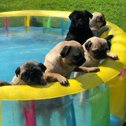 bubblebeccapugsWe are having a great day, every dog has had a dip in the pool, it’s 76°F and we  ...