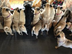 “What’s going on in there Mummy? 😬👀❤️ #noseypugs #pug #pugs #puppy ##pugsofinstagram 