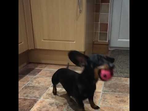 Dachshund dog has amazing ball skills so cute – Sparkle Pets 