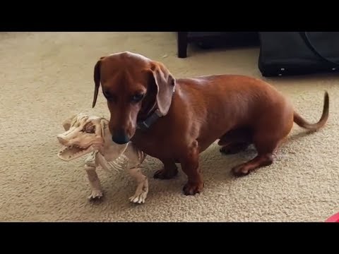 Dachshunds Are Awesome! Funny & Cute Sausage Dogs! 