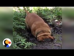 Dog Dunks Entire Head In Mud | 