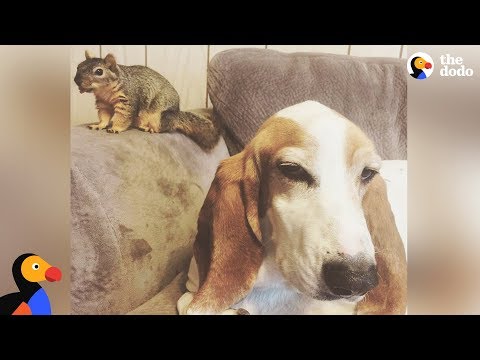 Dog Rescues Baby Squirrel And Makes Him His Brother 