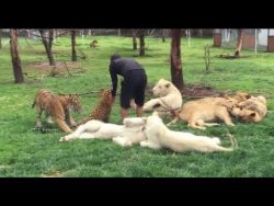Dogs, Lions, Tigers, Black Jaguars, Leopards, Panthers, Lynxes, Pumas and more Playing