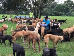 Dogs roam free in beautiful “Land of the mutts and strays,” allow more than 1,000 ab ...