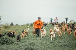 Dogs roam free in beautiful “Land of strays,” allow more than 1,000 abandoned pups t ...