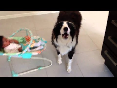 Dogs sings for  babies- Very funny and inspiring