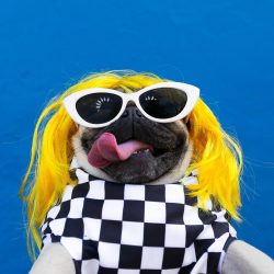 Doug The Pug on @iamcardib 💛 