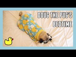 Doug the Pug’s Bedtime