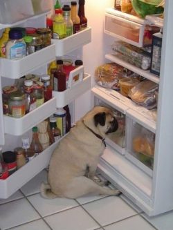 Time to take care of myself like my human.- credit pugking