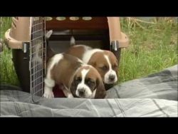 First Time Outdoors! 26 Day Old Basset Hound Puppies