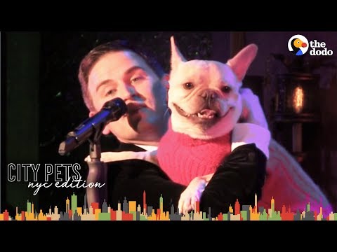 French Bulldog and Dad are NYC Broadway Stars 