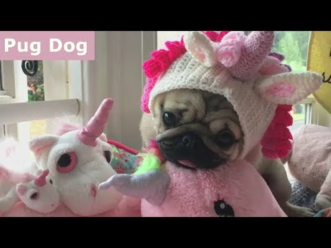 Funniest and Cutest Pug Dog Videos . Pugs look funny and act funny. The best out of China