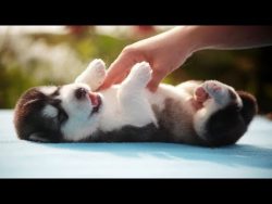 Funny And Cute Husky Puppies . Huskies are the best. Love them