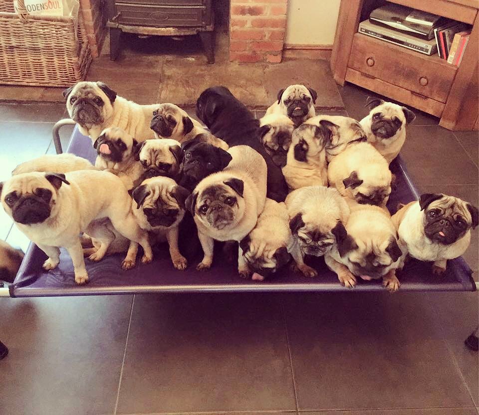 “How many pugs can you get on a HiK9 bed? originalhik9• Pawinterest